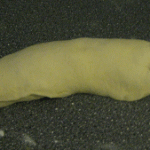 Teigwurst