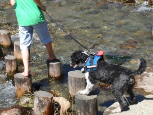 Tapferer Hund