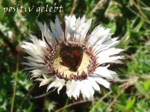 distel mit schmetterling